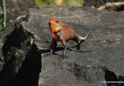 14-02-14-haputale-chamaelion-075