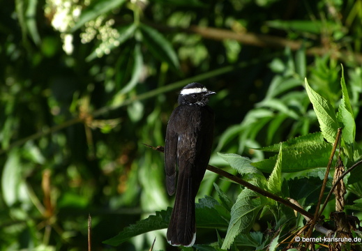 14-02-15-haputale-076