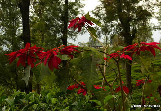 14-02-15-haputale-229