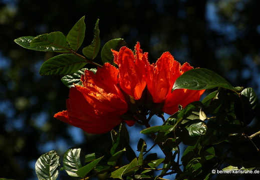 14-02-15-haputale-dambatenne-teeplantage-134