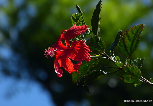 14-02-15-haputale-dambatenne-teeplantage-141