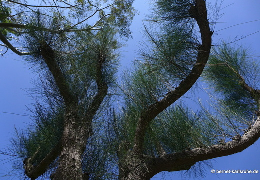 14-02-15-haputale-dambatenne-teeplantage-156