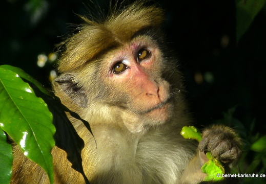 14-02-15-haputale-makakken-affen-083