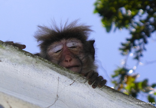 14-02-16-haputale-diasrest-affenbesuch-120