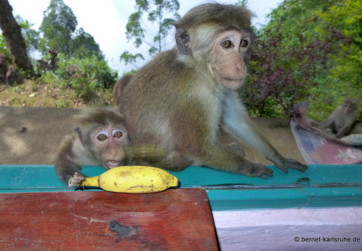 14-02-16-haputale-diasrest-affenbesuch-139