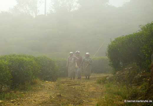 14-02-17-haputale-208