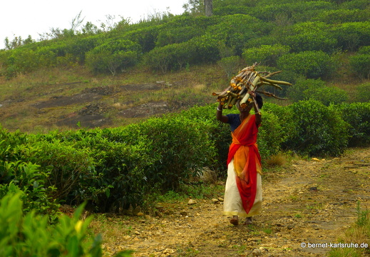 14-02-17-haputale-265