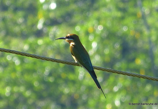 14-02-19-deniyaya-032