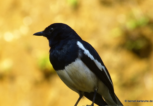 14-02-19-deniyaya-043