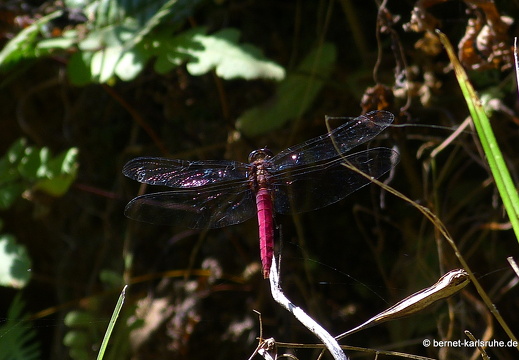 14-02-19-deniyaya-051