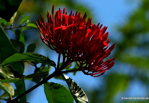 14-02-19-deniyaya-057