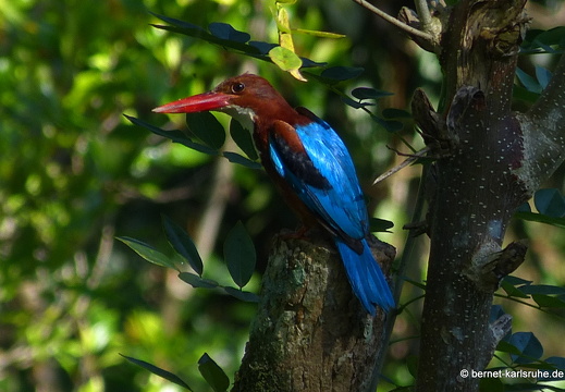 14-02-19-deniyaya-rainforestlodge-017