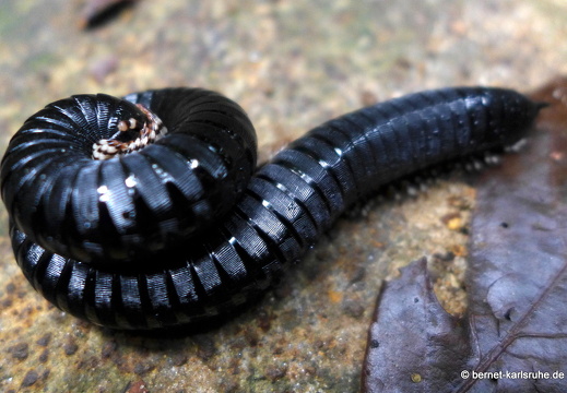 14-02-20-deniyaya-regenwald-032