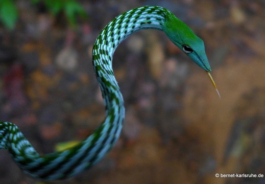 14-02-20-deniyaya-regenwald-059