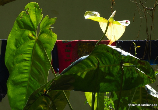 14-02-21-deniyaya-078