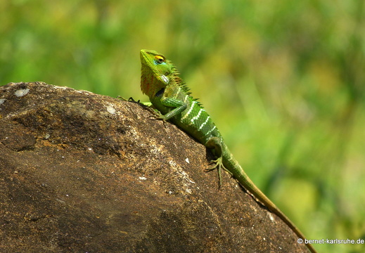 14-02-21-deniyaya-152