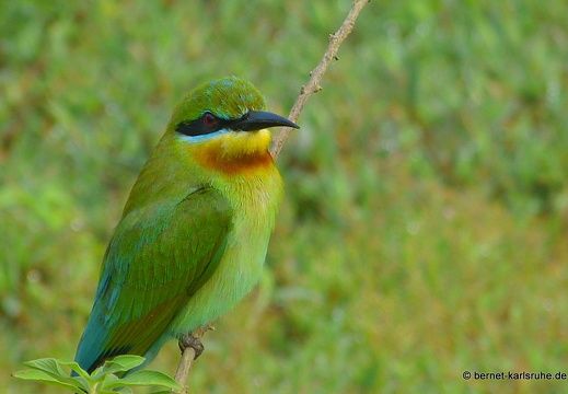 14-02-21-deniyaya-bienenfresser-041