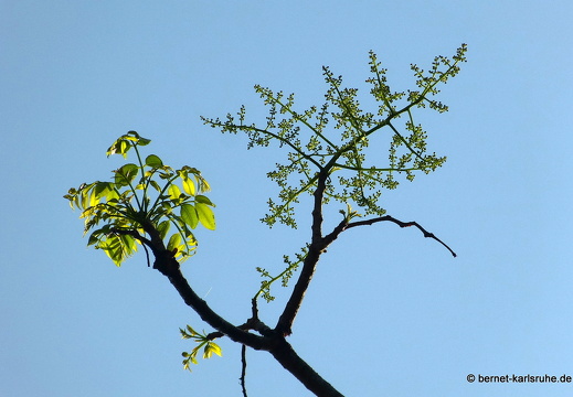 14-02-22-deniyaya-rainforestlodge-034