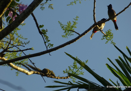 14-02-22-deniyaya-rainforestlodge-040