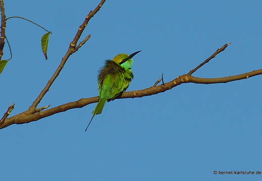 14-02-26-tangalle-bienenfresser-040