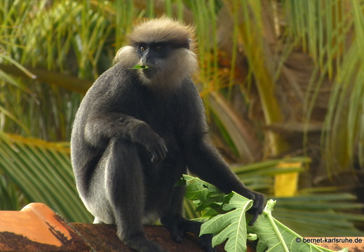 14-02-27-weligama-topofthehill-062