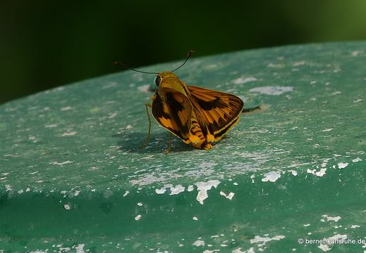 14-02-27-weligama-topofthehill-065