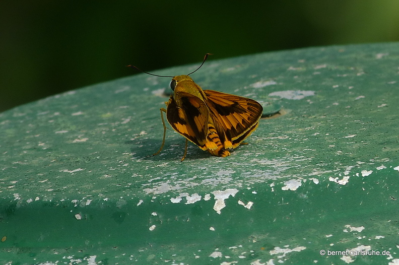 14-02-27-weligama-topofthehill-065.JPG