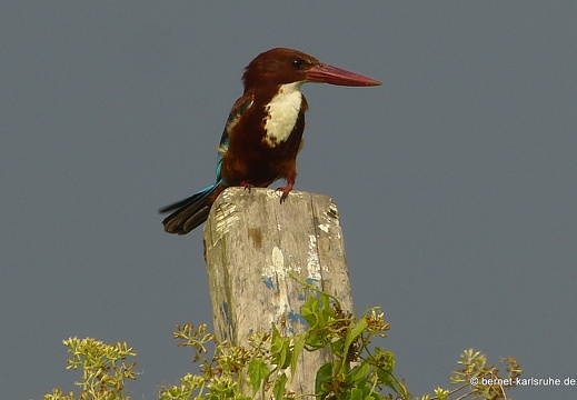 14-02-28-weligama-122