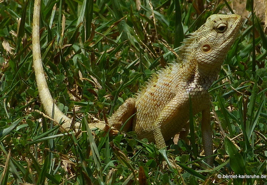 14-03-01-weligama-037