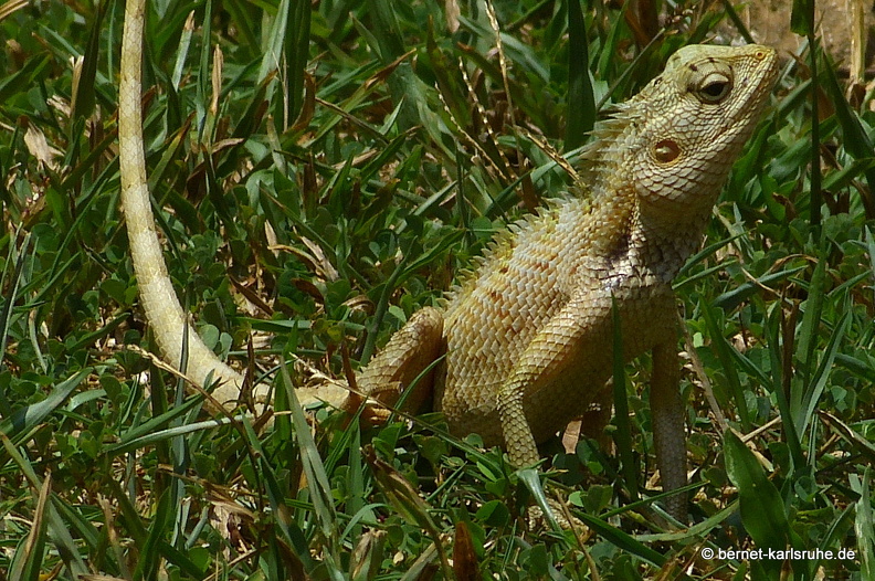14-03-01-weligama-037.JPG