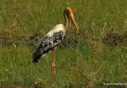 14-03-02-weligama-063