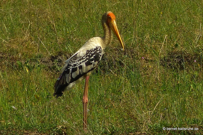 14-03-02-weligama-063.JPG