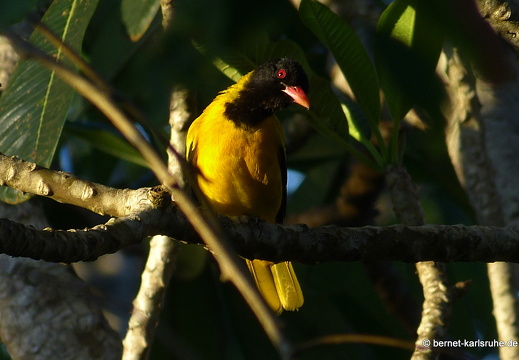 14-03-05-weligama-topofthehill-010