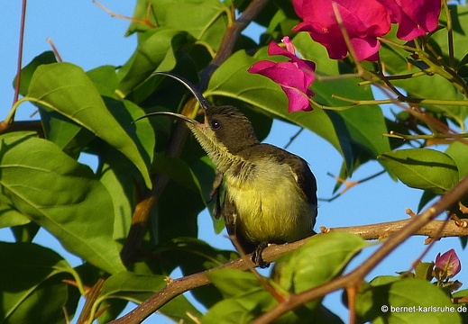 14-03-06-weligama-topofthehill-009