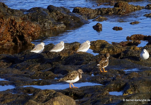 24-01-27-arinaga-steinwaelzer-sanderling-001