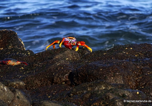 24-01-27-arinaga-rote klippenkrabbe-001