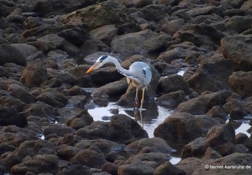24-01-26-arinaga-001