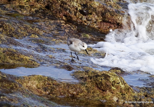 24-01-23-arinaga-vogel-sanderling-
