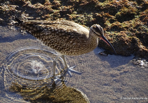 24-01-20-arinaga-regenbrachvogel-009