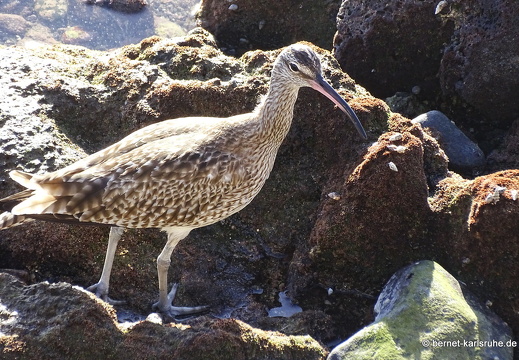 24-01-20-arinaga-regenbrachvogel-004