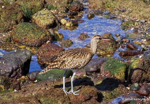 24-01-18-arinaga-regenbrachvogel-003