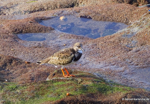 24-01-16-arinaga-steinwaelzer-vogel