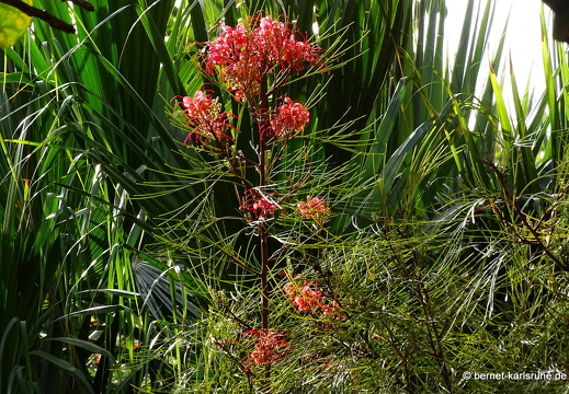 24-01-29-maspalomas-Grevillea thelemanniana-043