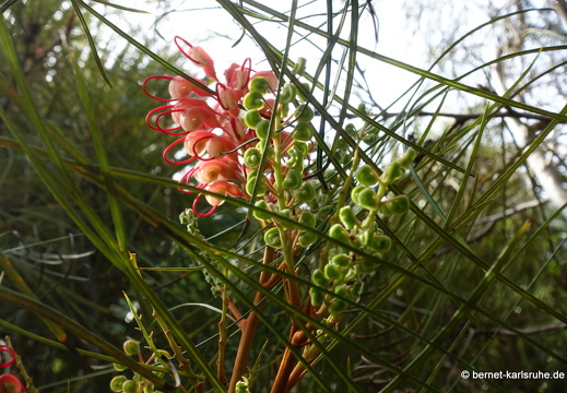 24-01-29-maspalomas-Grevillea thelemanniana-007