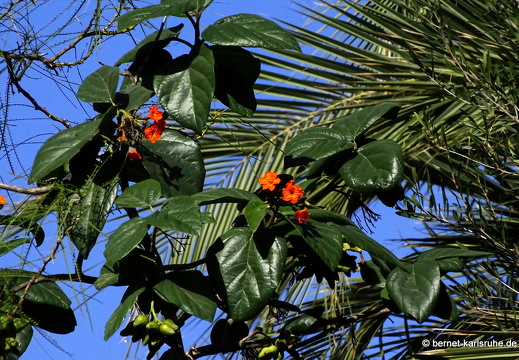 24-01-25-maspalomas-botanischer garten -174