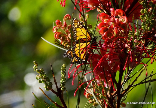 24-01-25-maspalomas-botanischer garten -Grevillea thelemanniana-001