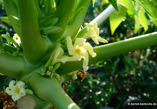 24-01-25-maspalomas-botanischer garten -papayabluete-