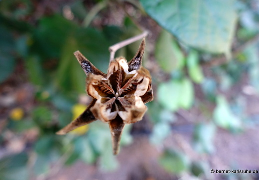 24-01-25-maspalomas-botanischer garten -053