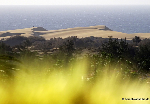 24-01-25-maspalomas-botanischer garten -duenen
