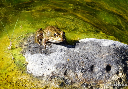 24-01-20-maspalomas-Tony Gallardo Park-034